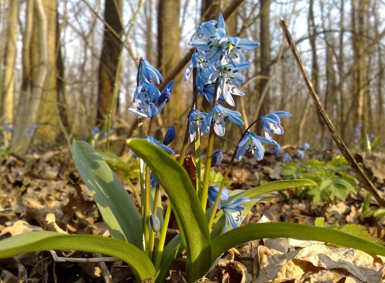 Подмосковная голубая пролеска