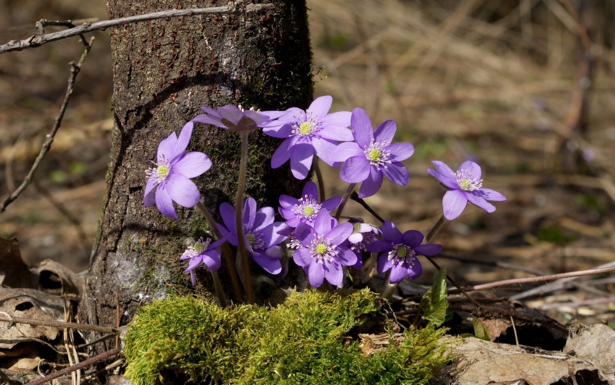 Первоцвет печеночница