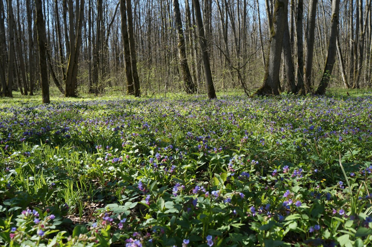 Медуница Лесная