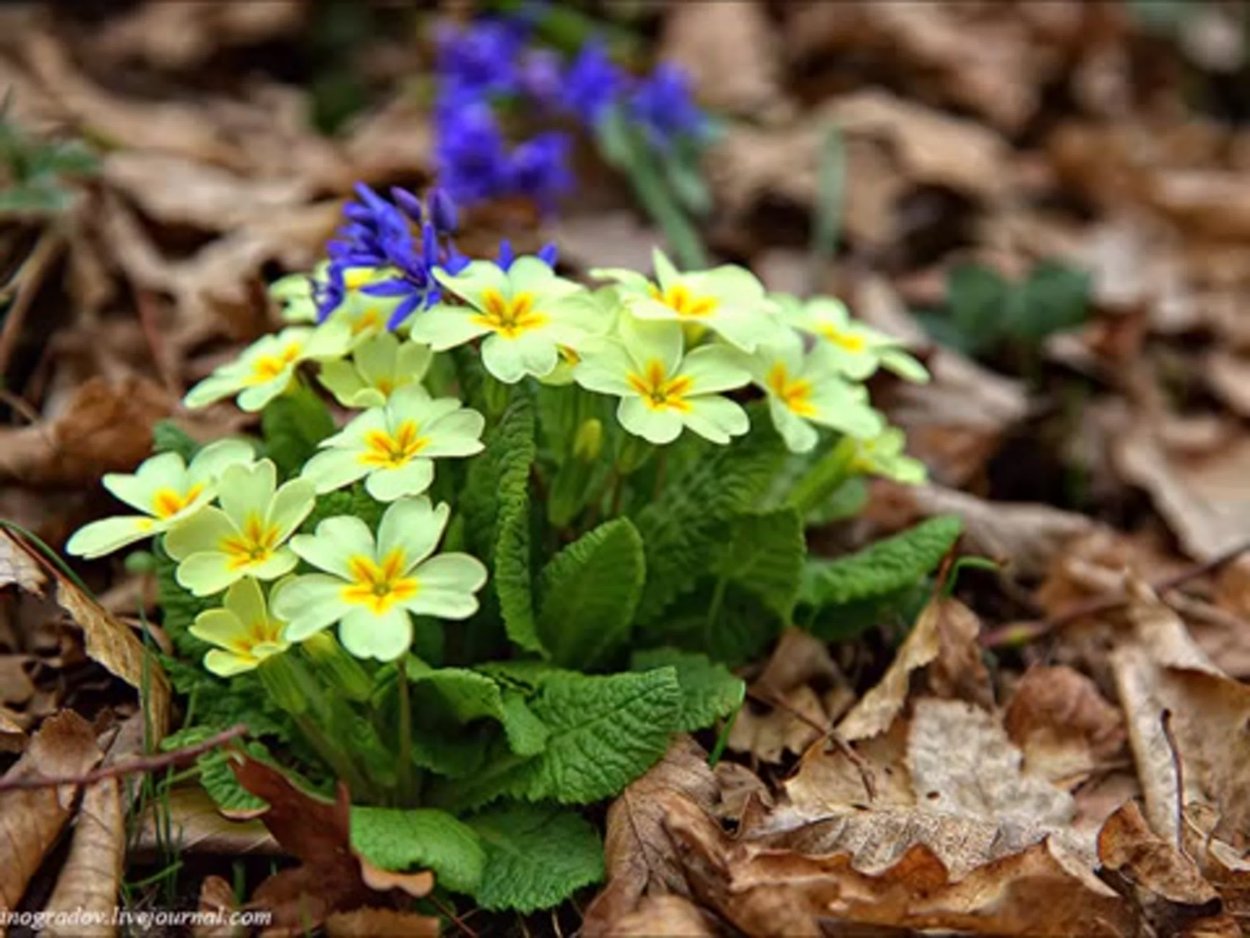 Примула Лесная