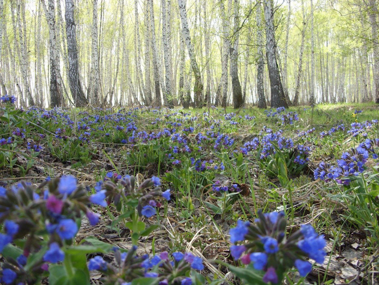 Медуница Лесная