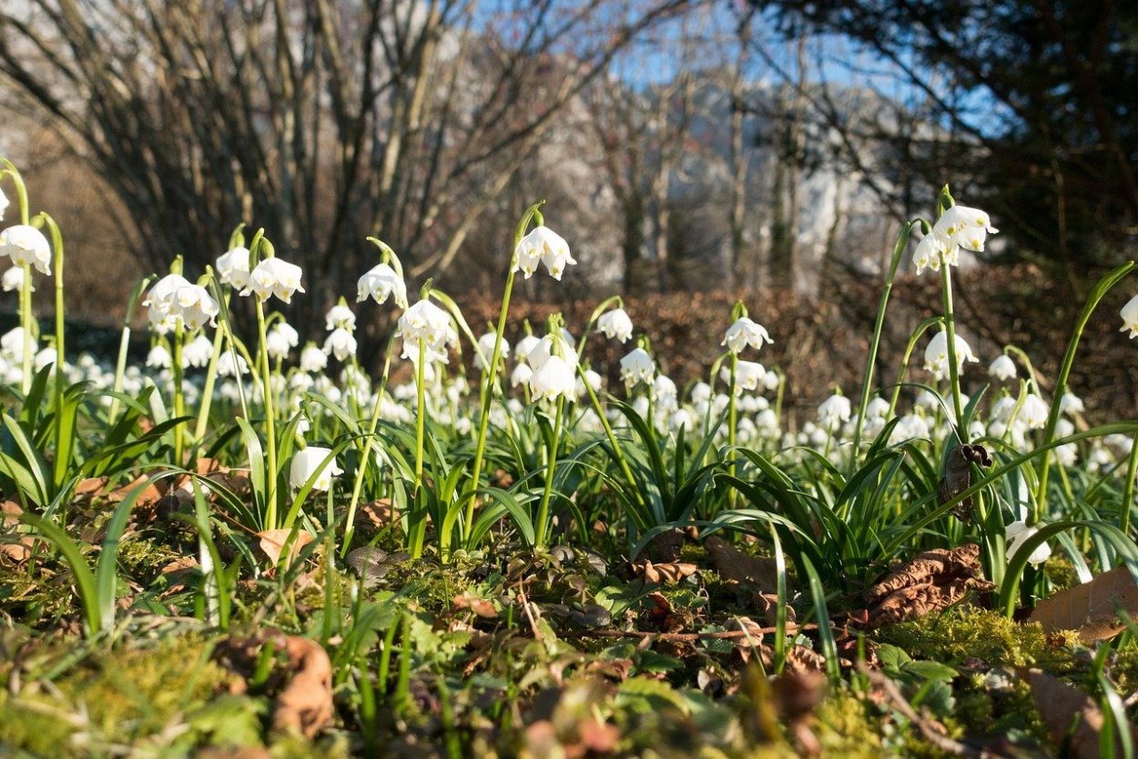Лесные цветы Подмосковья