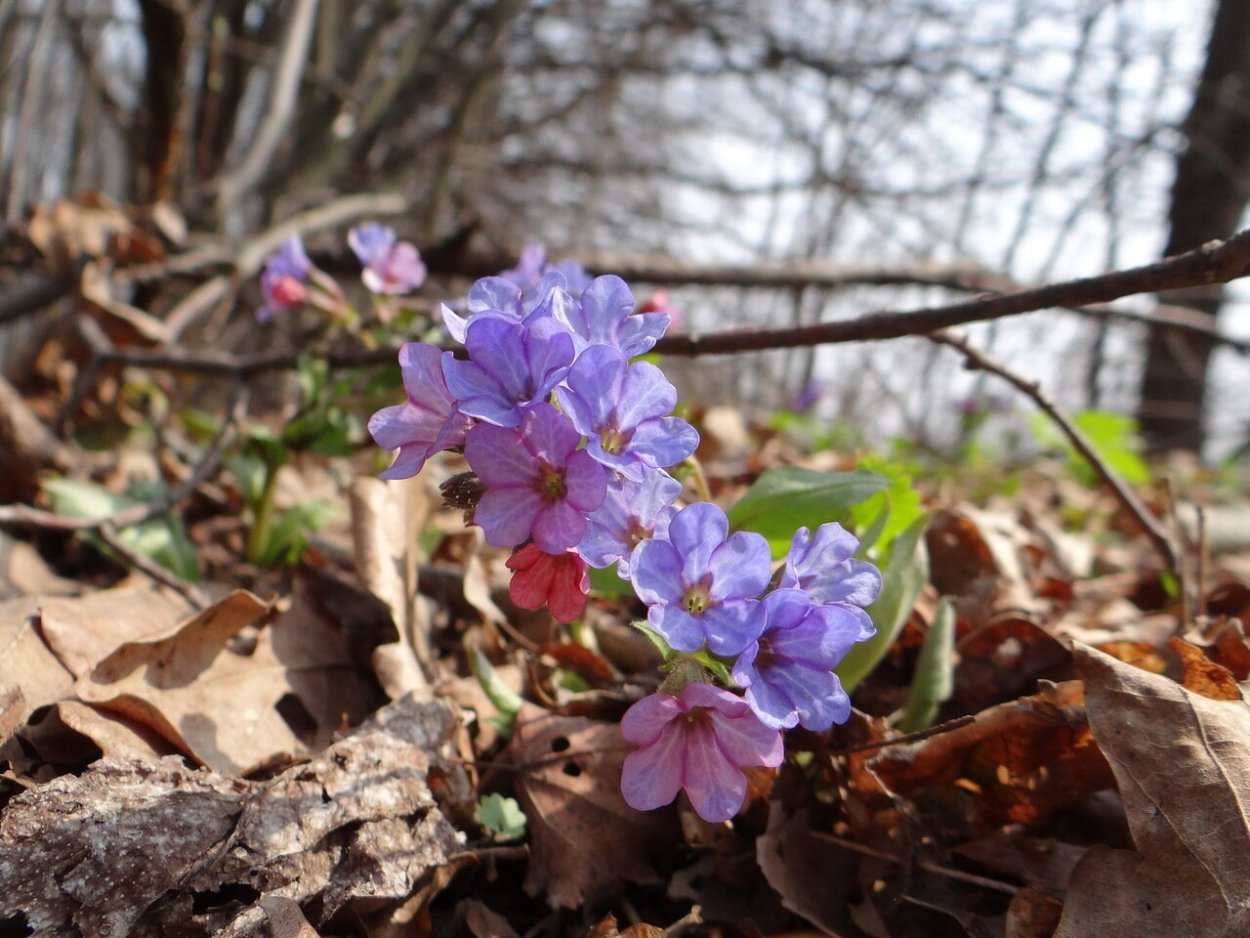 Лесные цветы Подмосковья