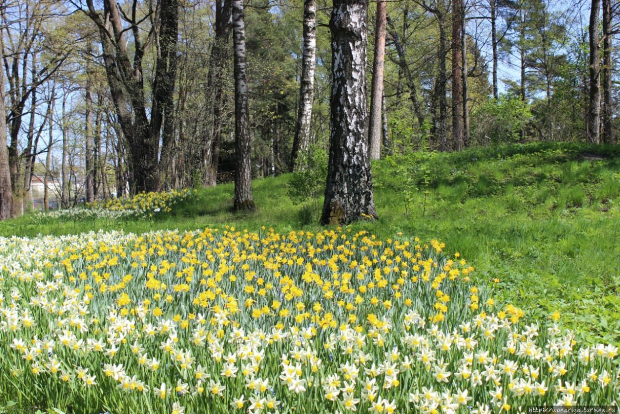 Березки Васильков
