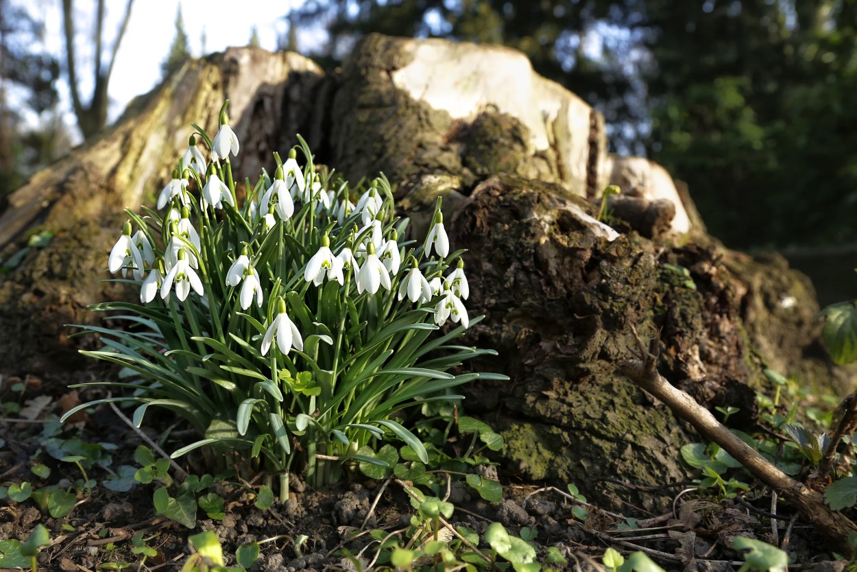 Лесные цветы Черноземья