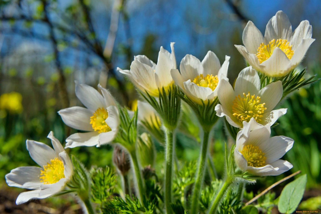 Подснежник Карпатский