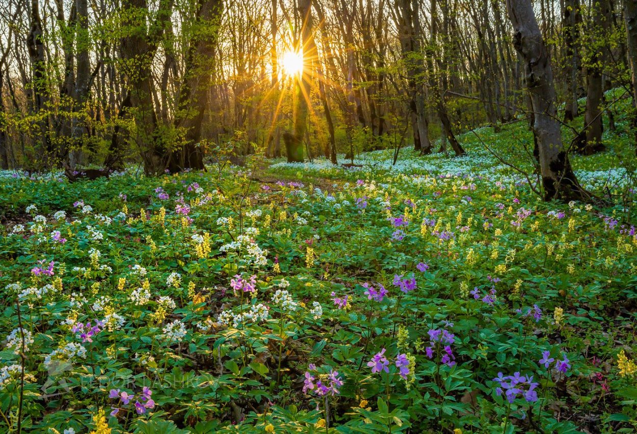 Подснежники Забайкалья