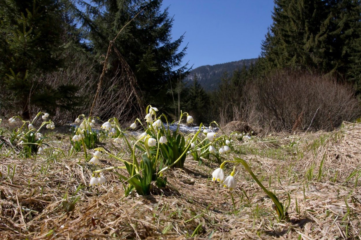 Ветреница Уральская и Подснежник