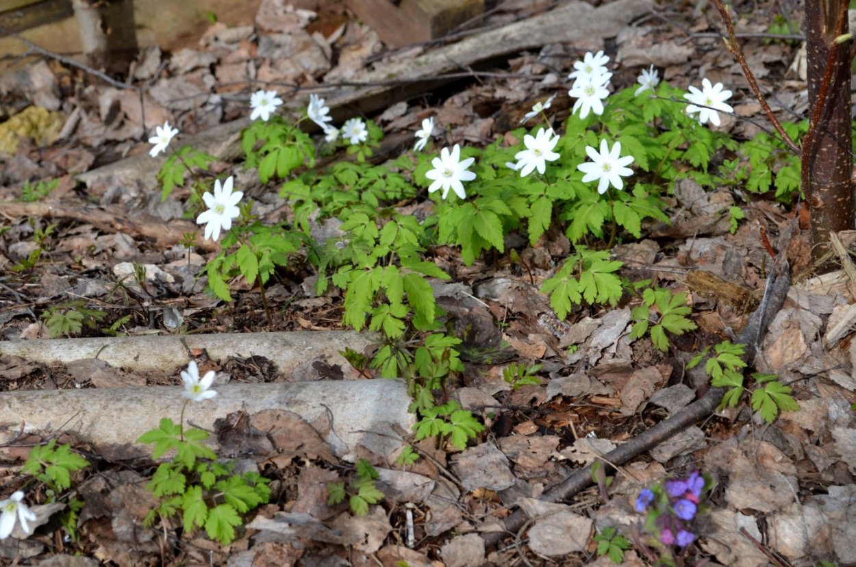 Лесные цвета