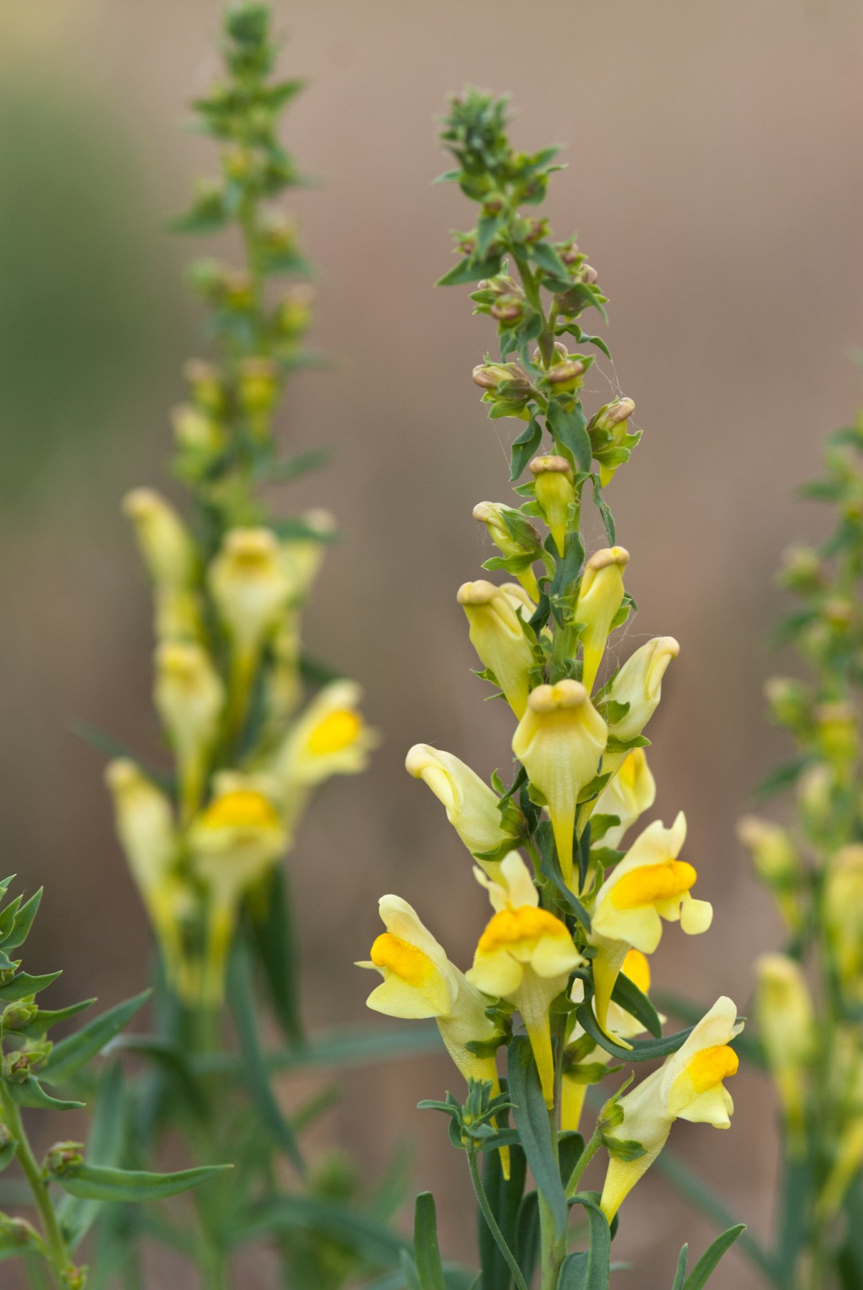 Льнянка львиный зев