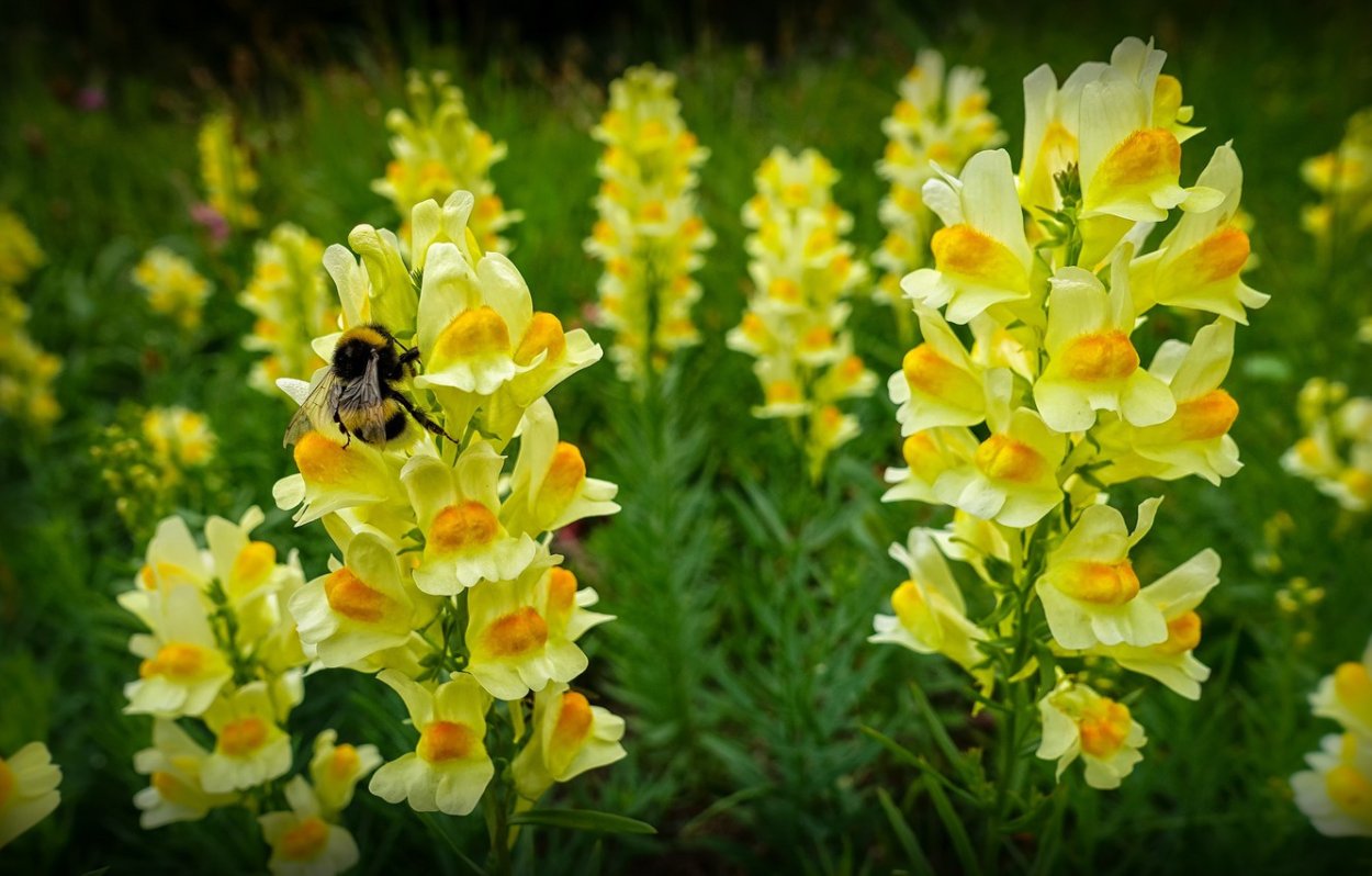 Льнянка обыкновенная Linaria vulgaris