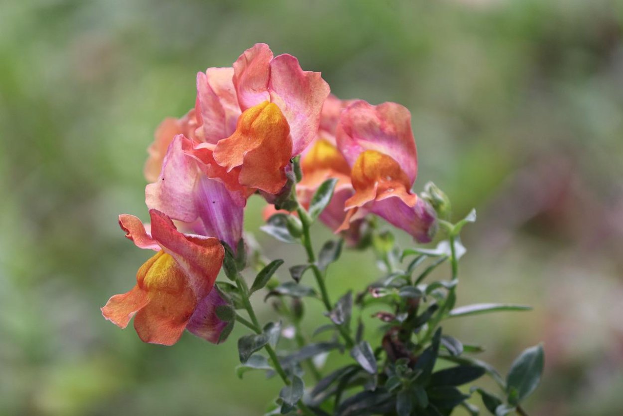 Львиный зев