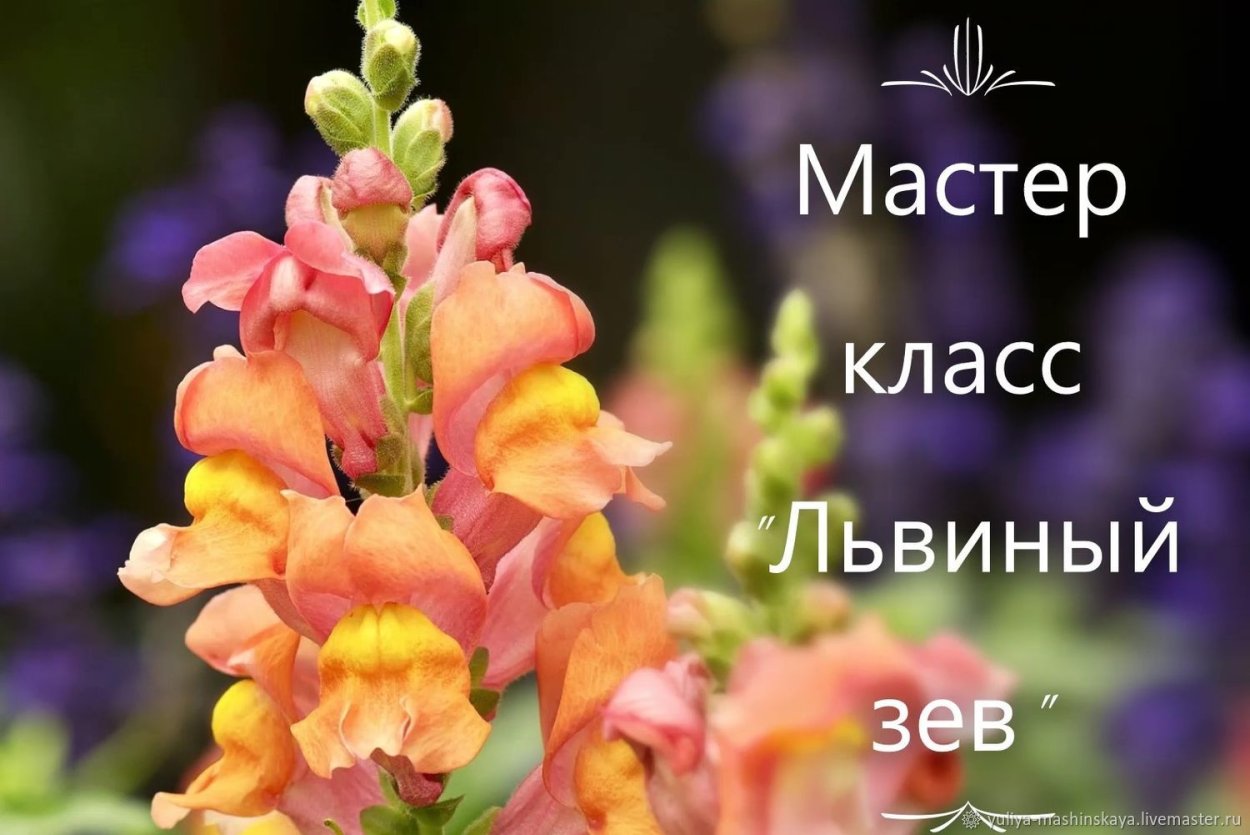 Антирринум / Antirrhinum