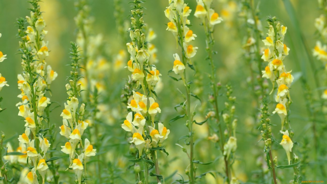 Львиный зев полевой