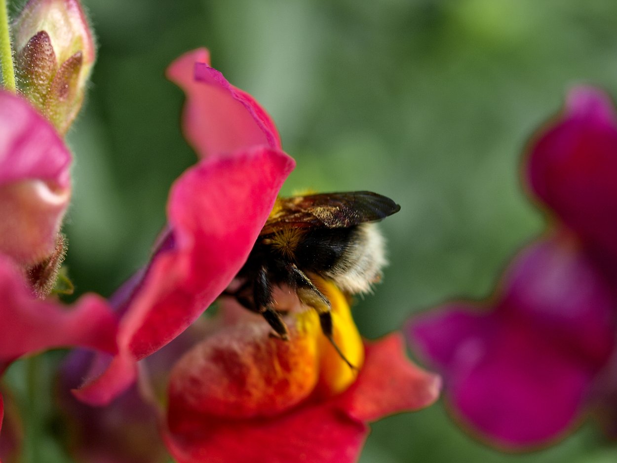 "Львиный зев' дикий полевой" стреляющий семенами