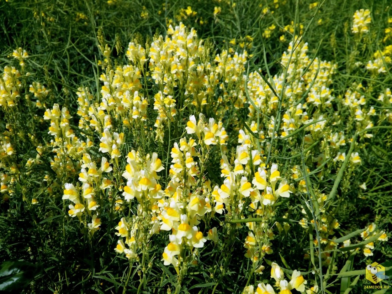 Антирринум,львиный зев фиолетовый