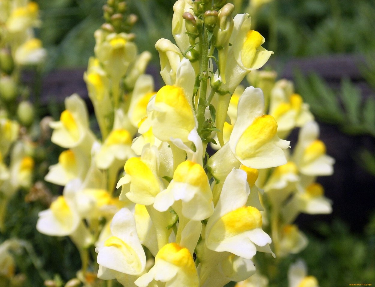 Львиный зев сиреневый