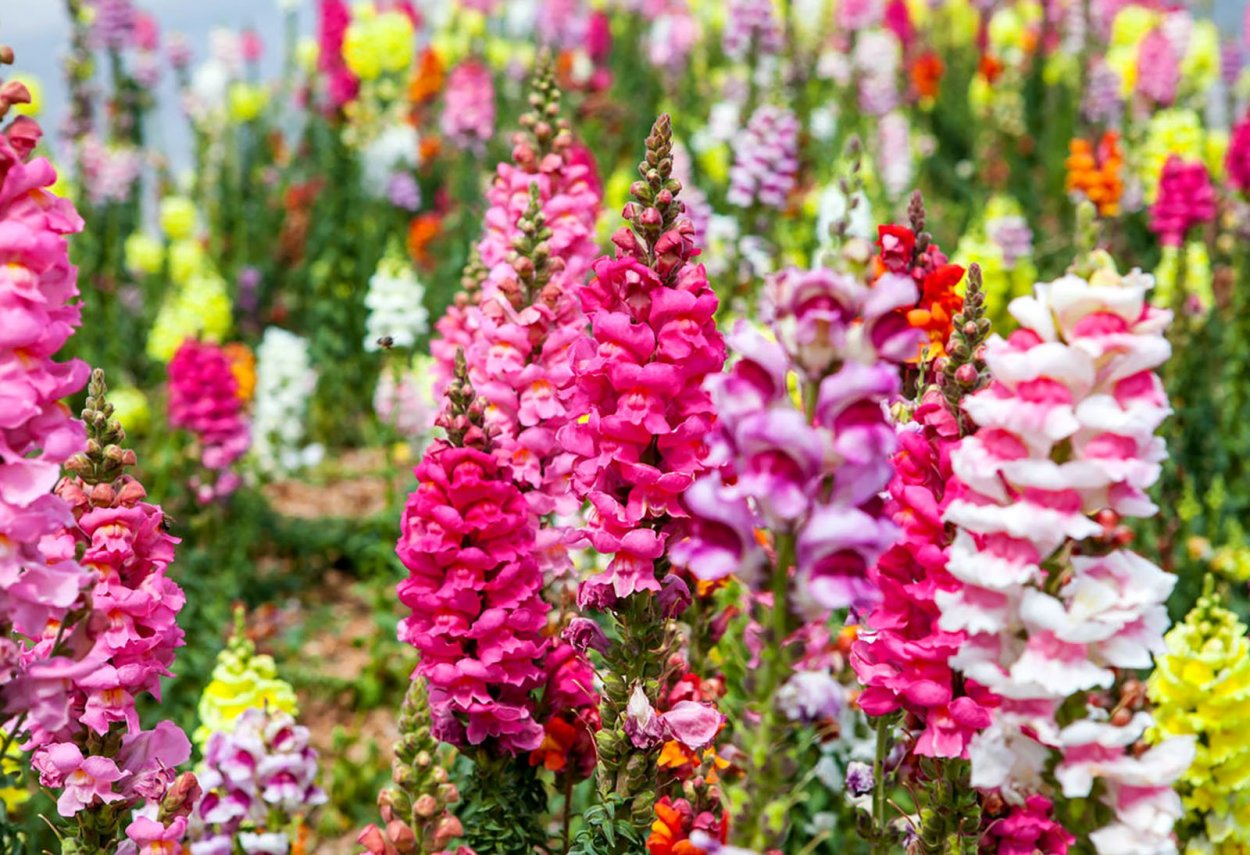 Льнянка водевиль