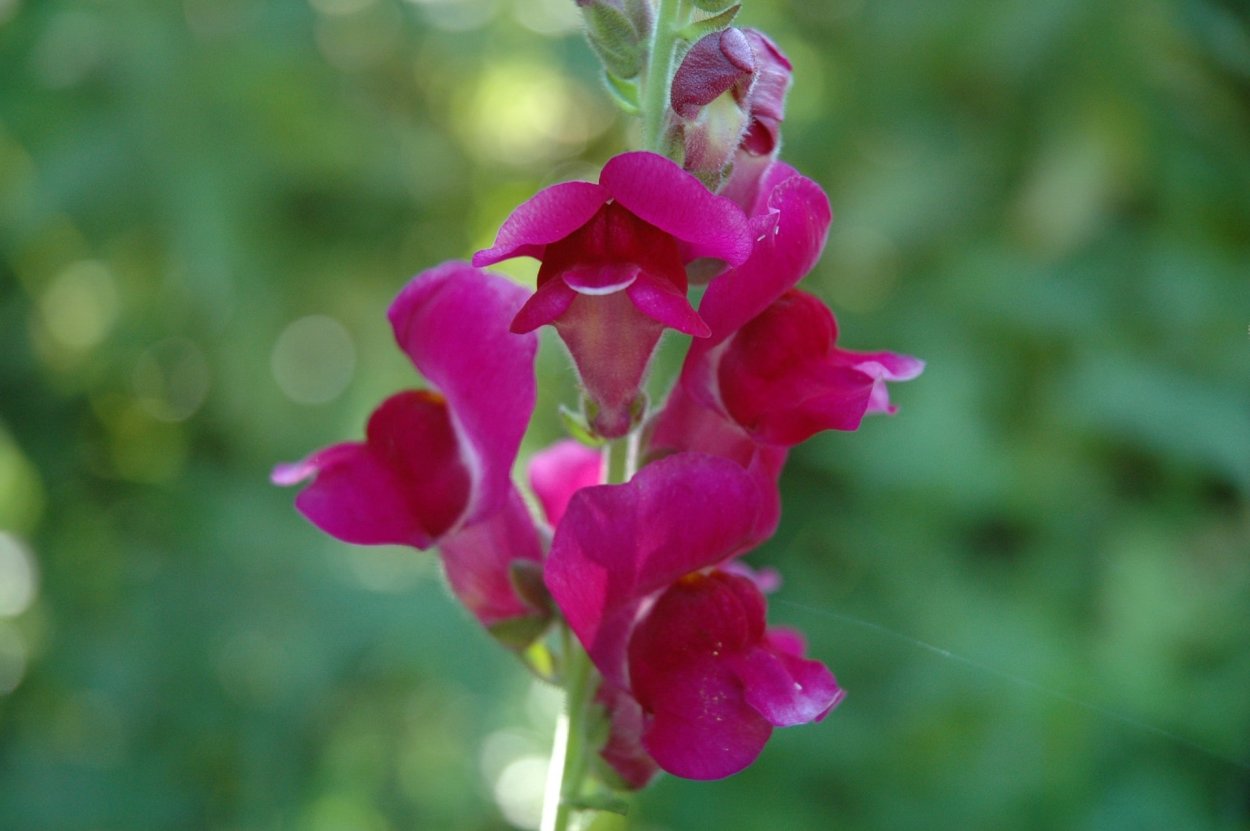 Льнянка обыкновенная