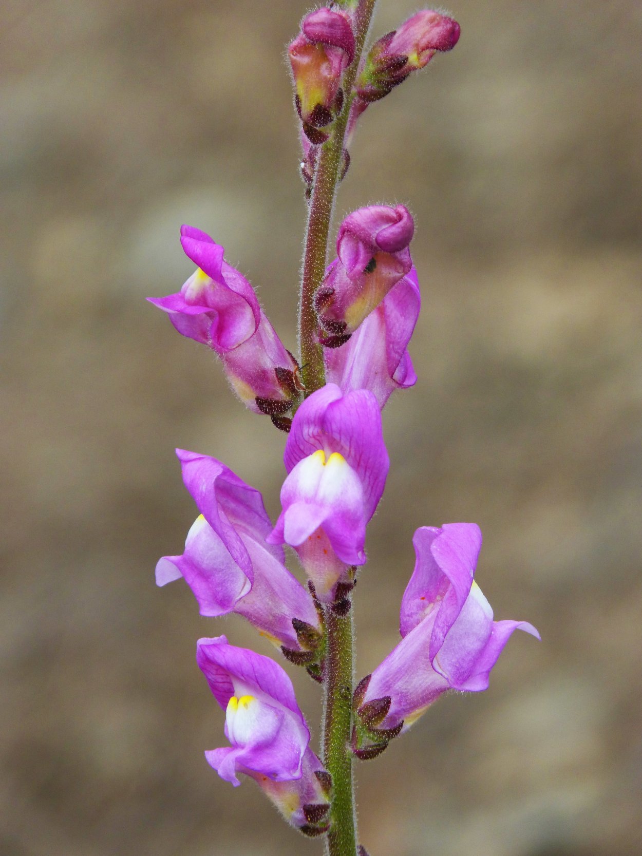 Льнянка обыкновенная (Linaria vulgaris Mill.).