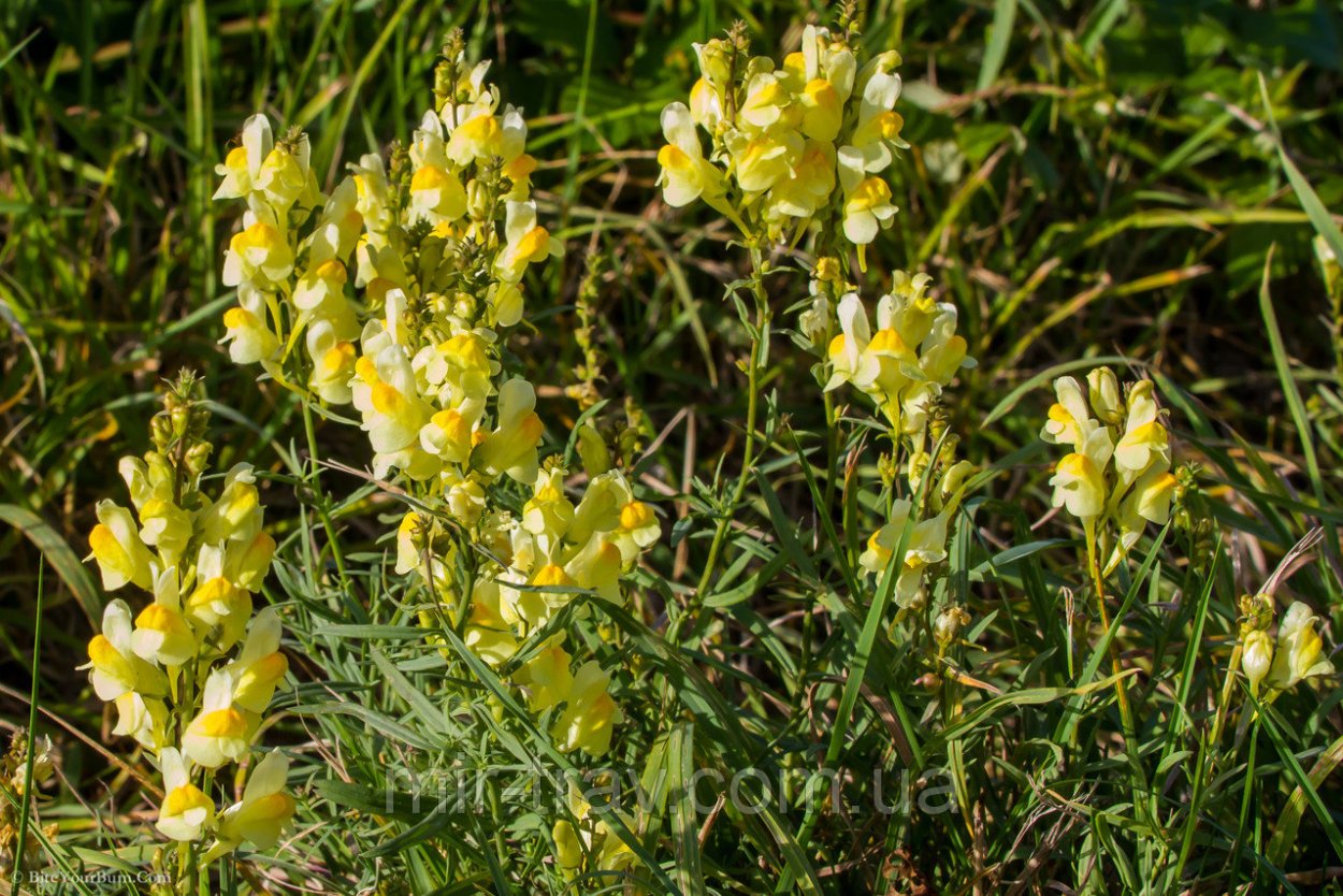 Львиный зев Радужный