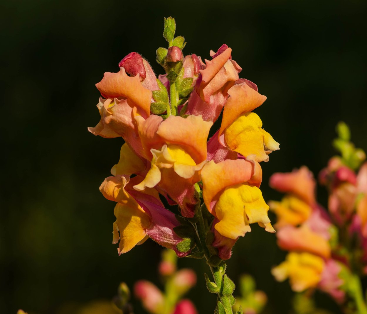 Льнянка обыкновенная Linaria vulgaris