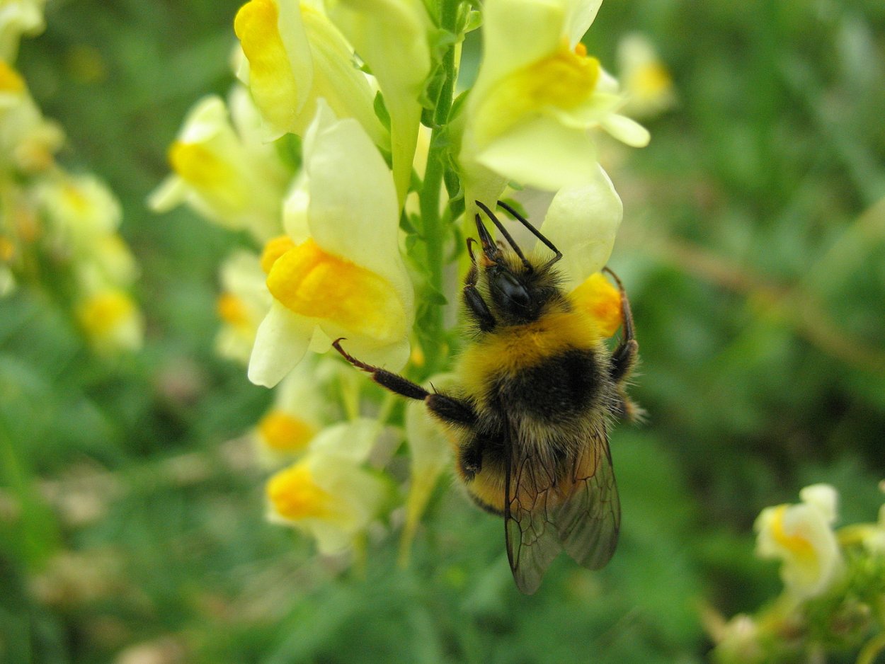 Льнянка обыкновенная