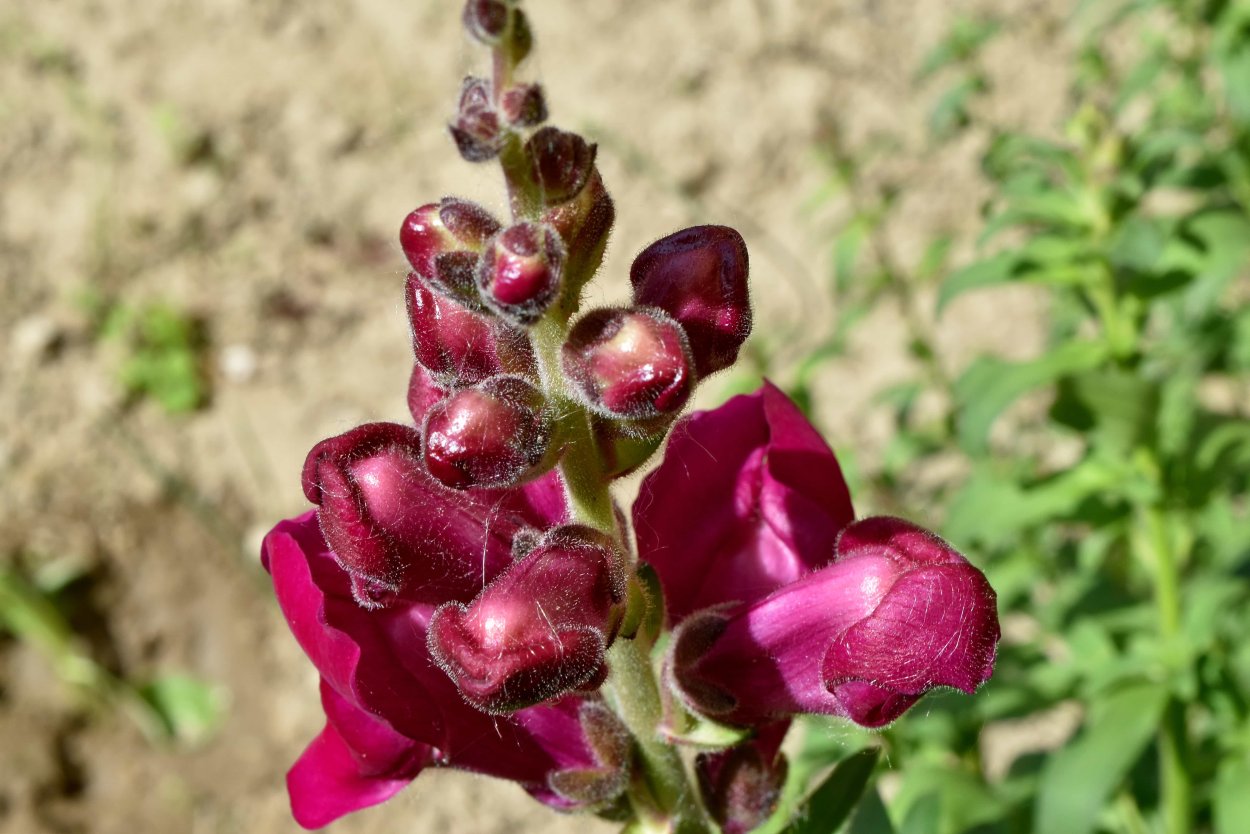 Антирринум львиный зев