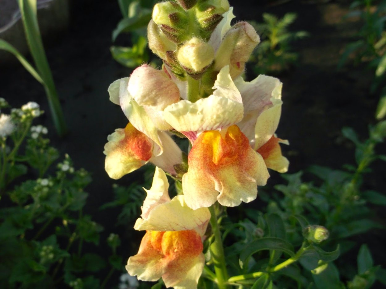 Антирринум красный львиный зев.