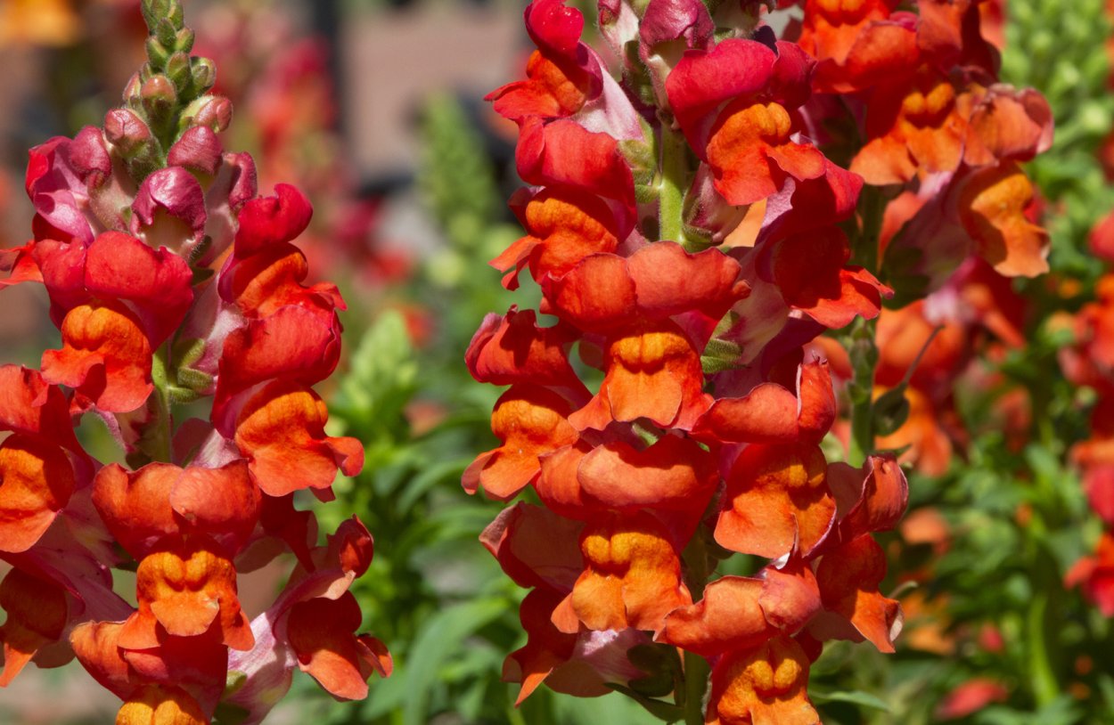 Львиный зев Радуга