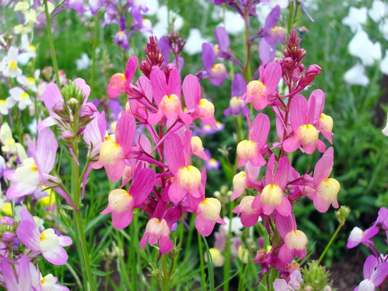 Антирринум / Antirrhinum