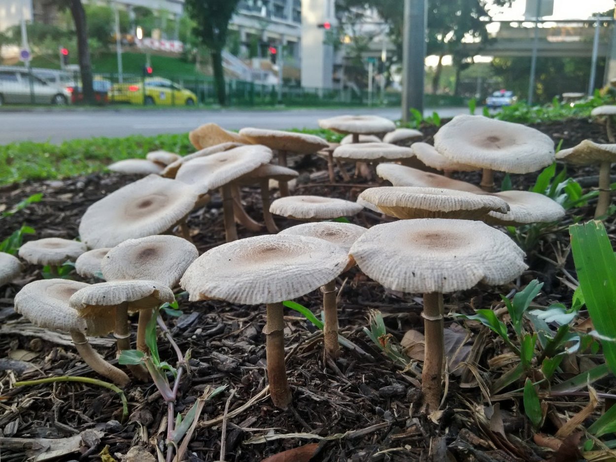 Ежовик кровоточащий / Hydnellum peckii