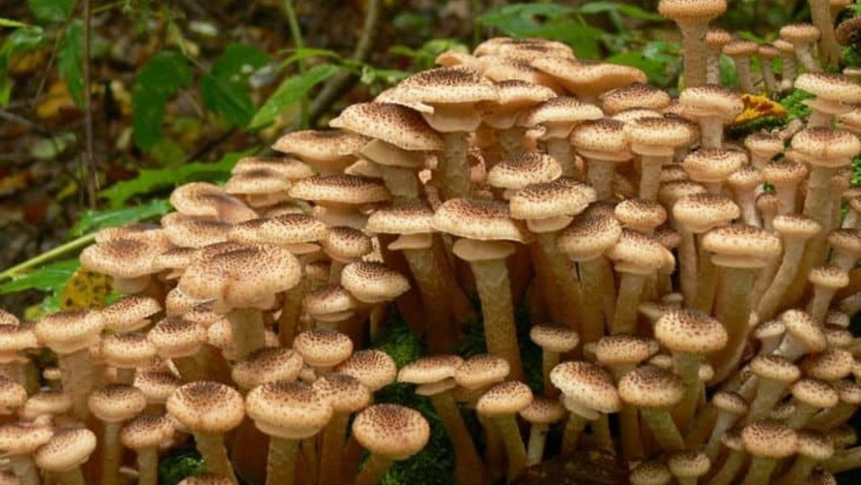 Машрумс грибы