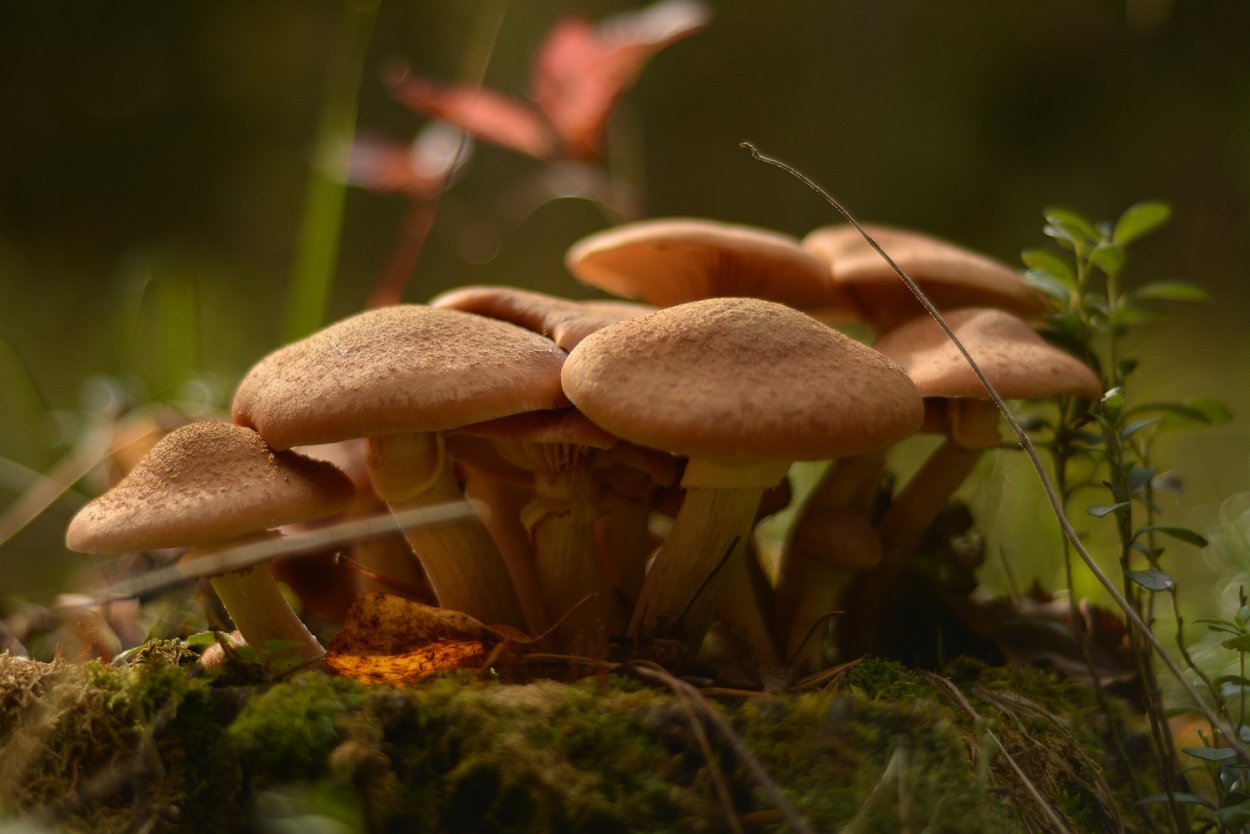 Настоящие грибы