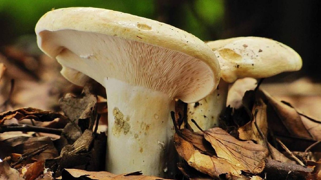 Правский груздь