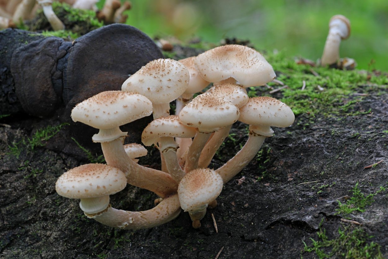 Armillaria mellea