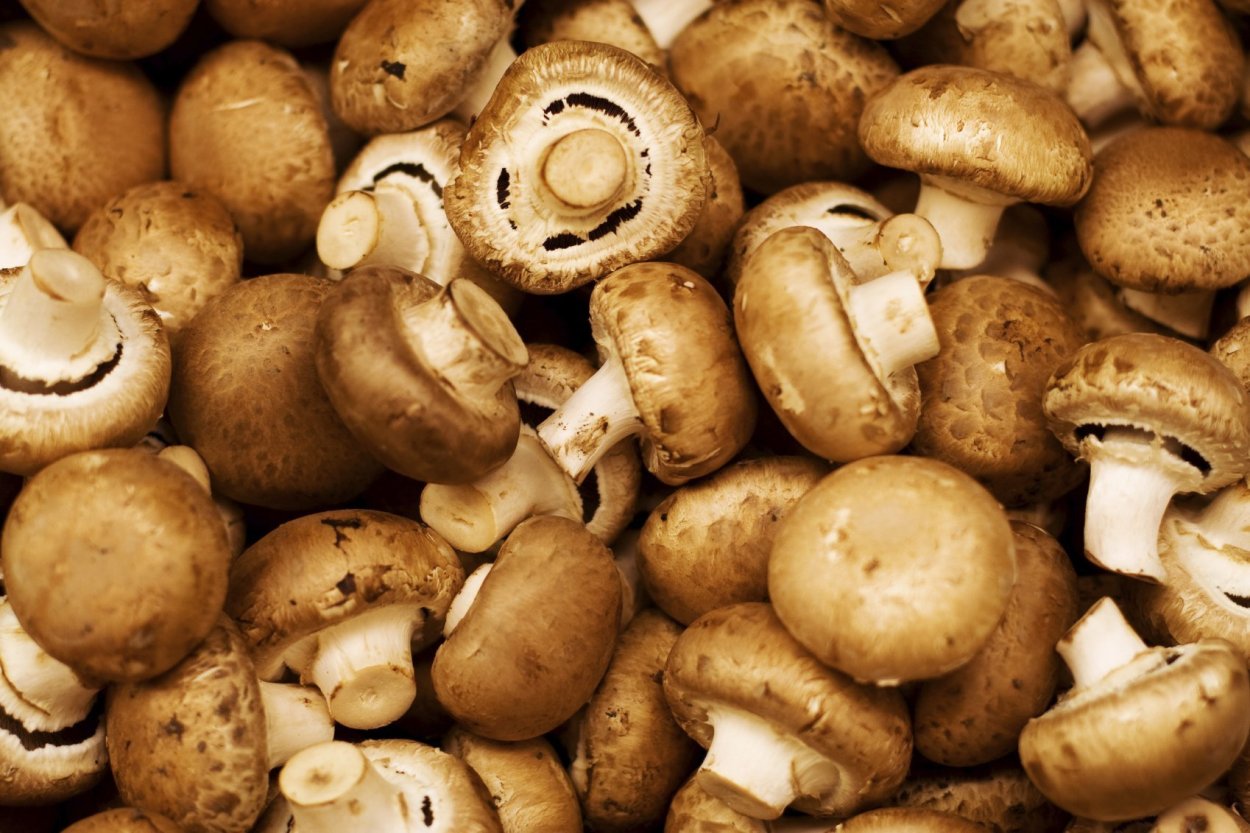 Пейзаж с грибами