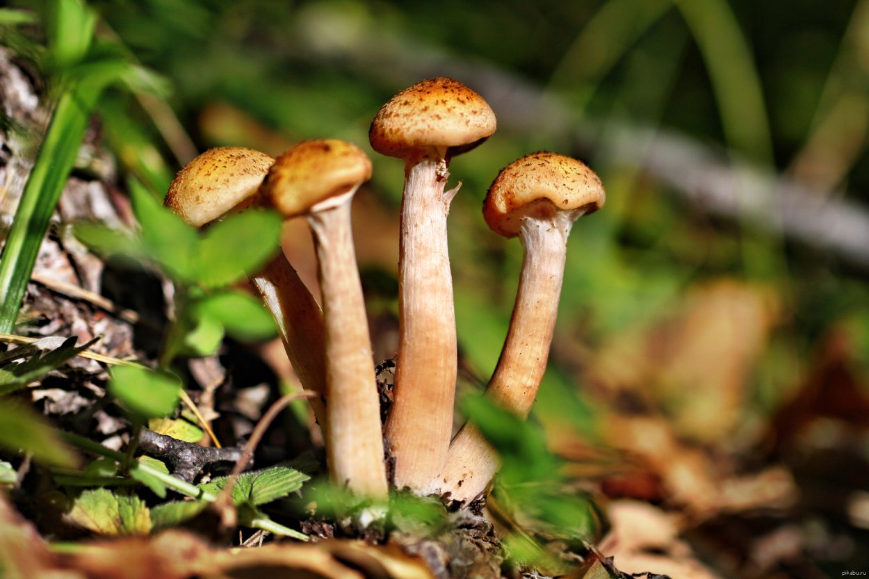 Осенние опята ложные