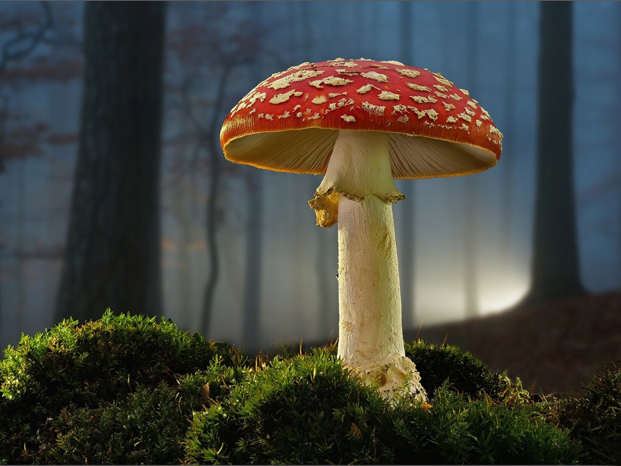 Цветные грибы фото и название