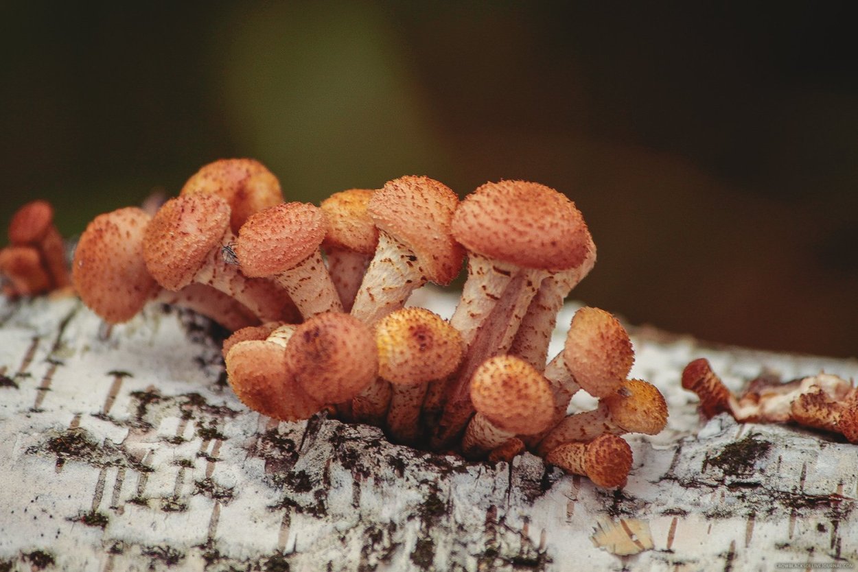 Лерациомицес (leratiomyces)