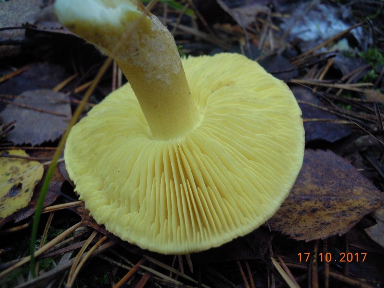 Грибы белушки зеленушки желтушки