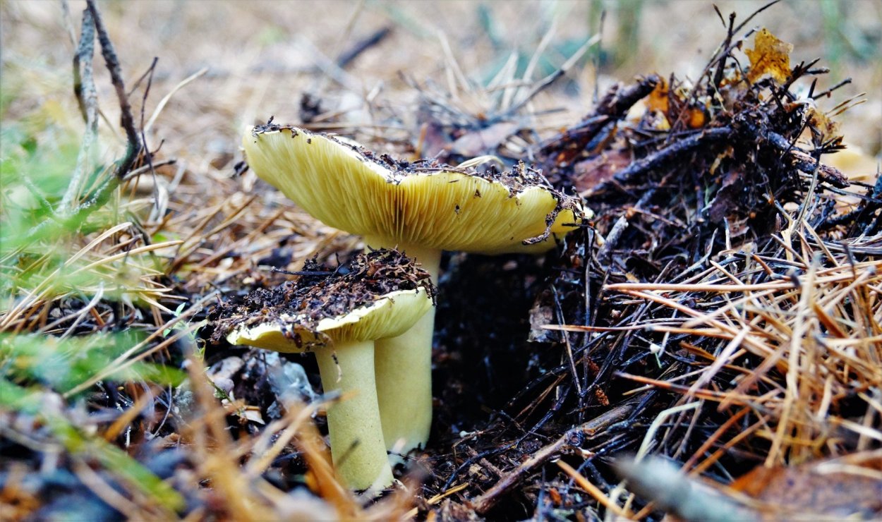 Рядовка гриб зеленушка