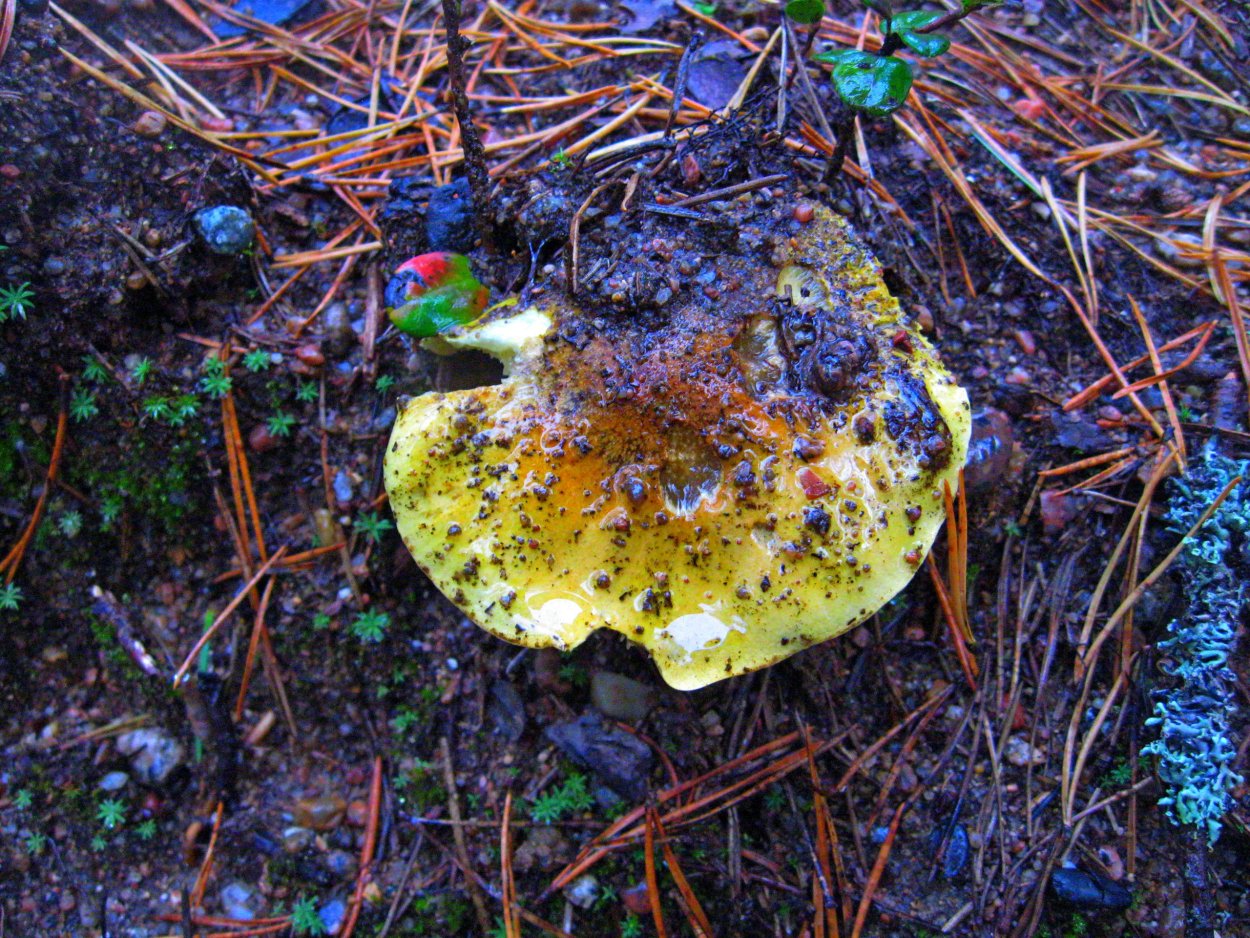 Гриб десертная фото