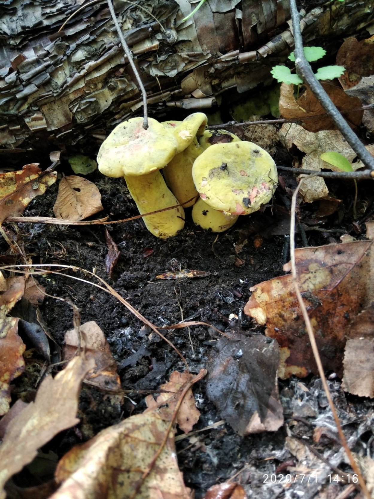 Зеленушка Лиственная гриб