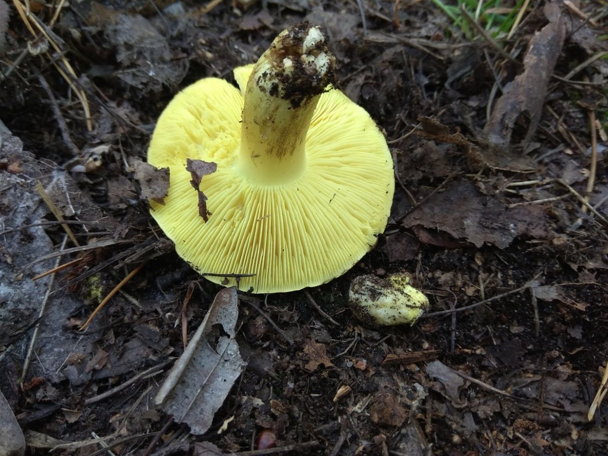 Зеленушка желтопузая гриб