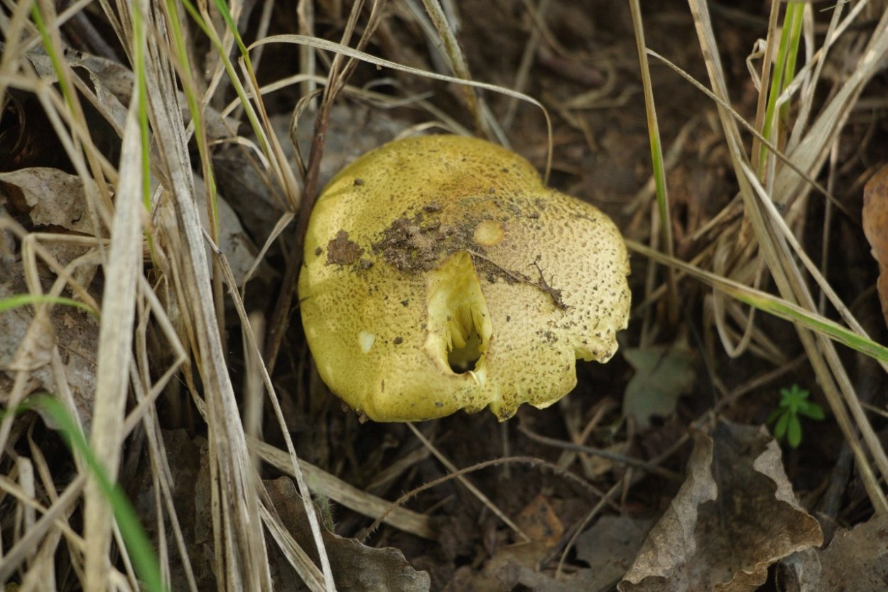 Гриб серушка и зеленушка