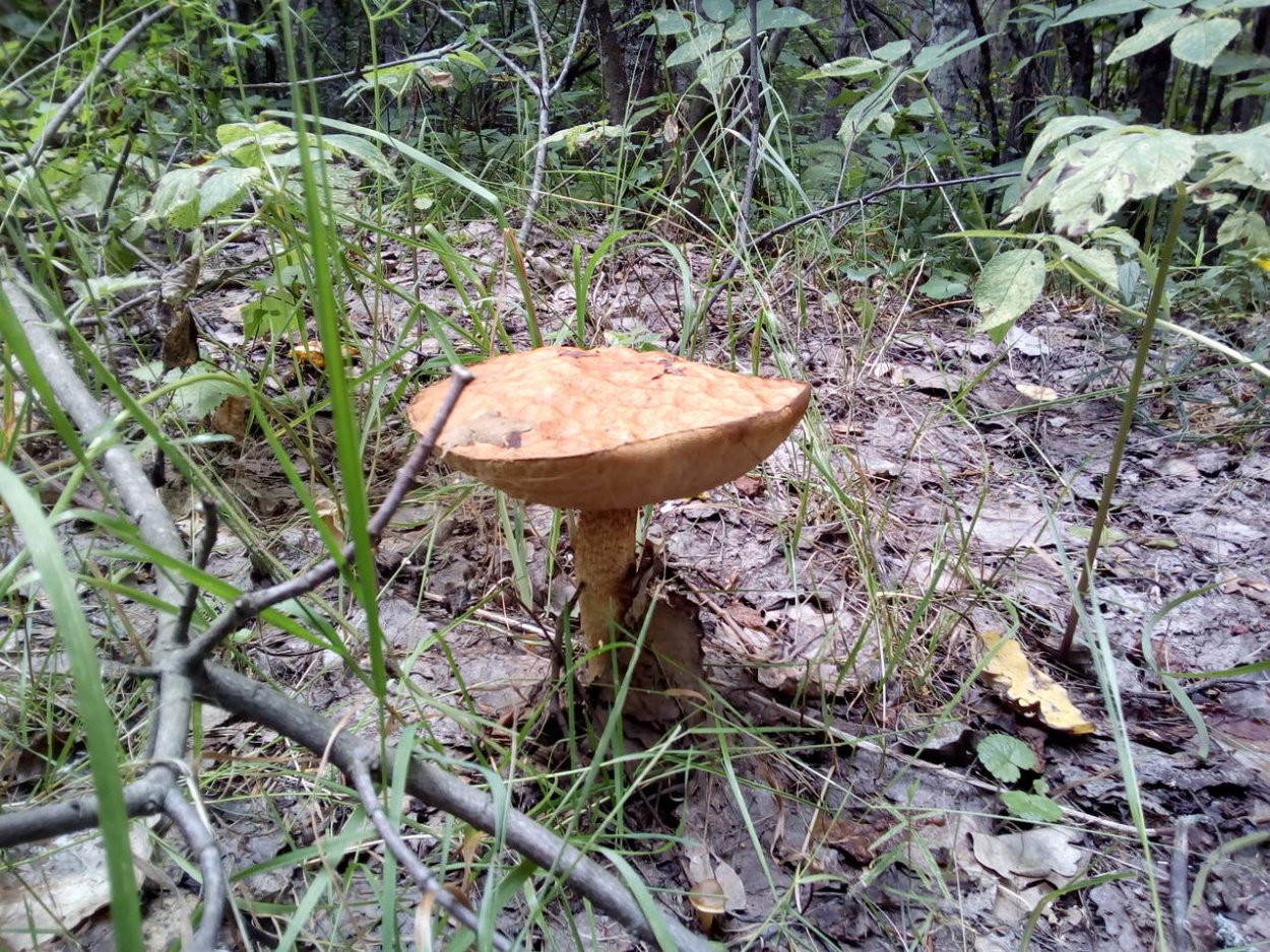 Ивняк гриб фото