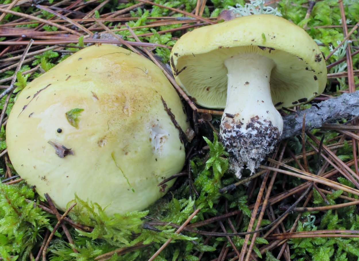 Рядовка Лиственная Tricholoma frondosae