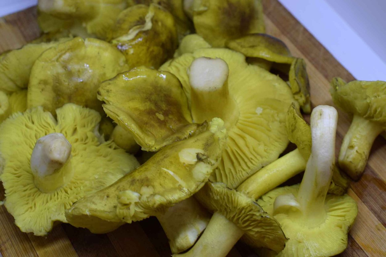 Зеленушки серушки рядовки