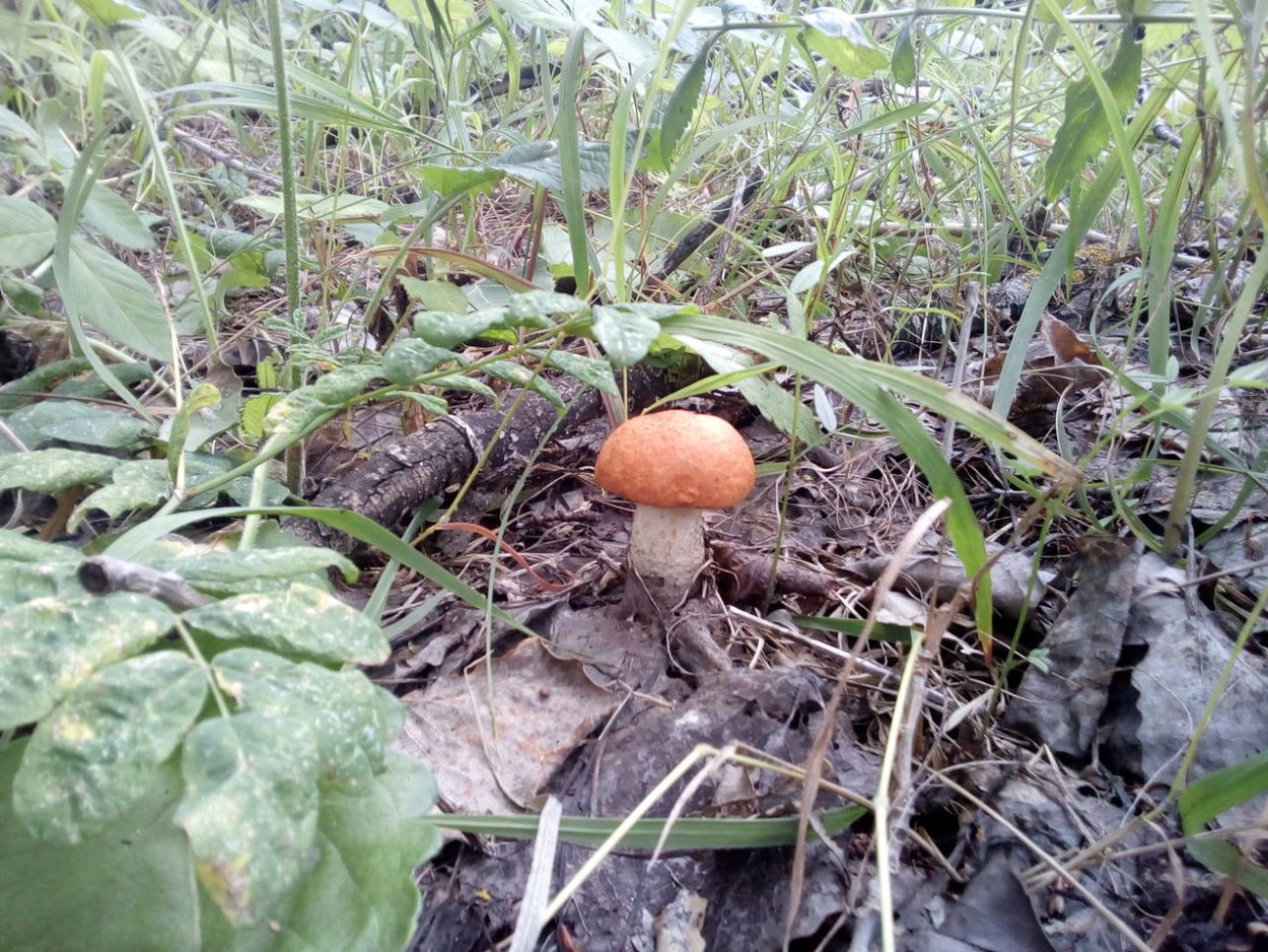 Рядовка серно-желтая